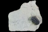 Acastoides Trilobite - Foum Zguid, Morocco #87467-1